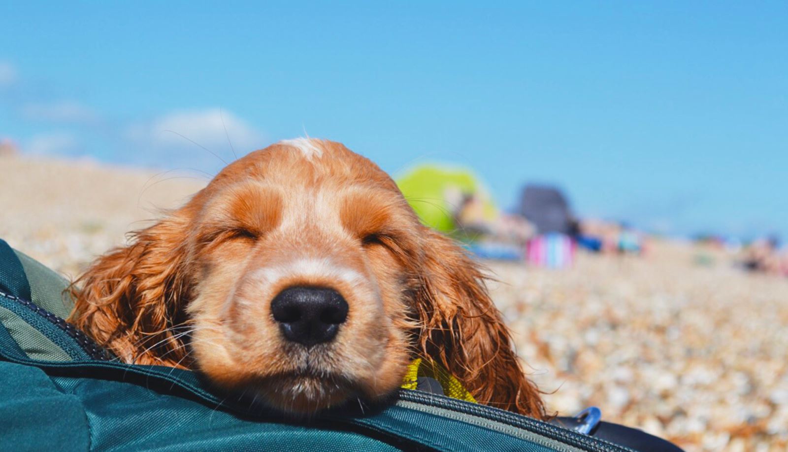 Dog Friendly Beaches in Hampshire